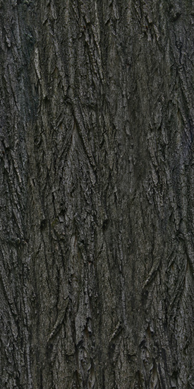 Seamless Tree Bark