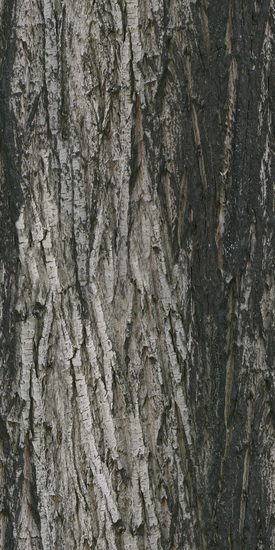 Seamless Tree Bark