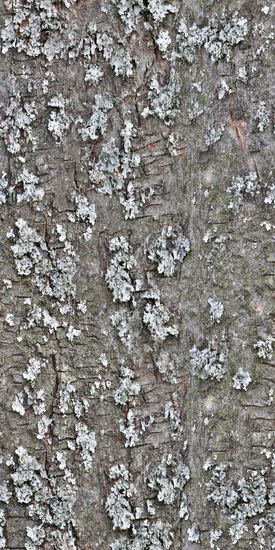 Seamless Tree Bark