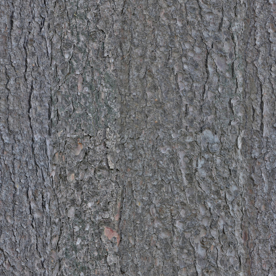 Seamless Tree Bark