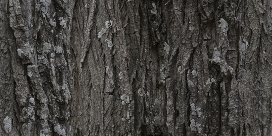 Seamless Tree Bark