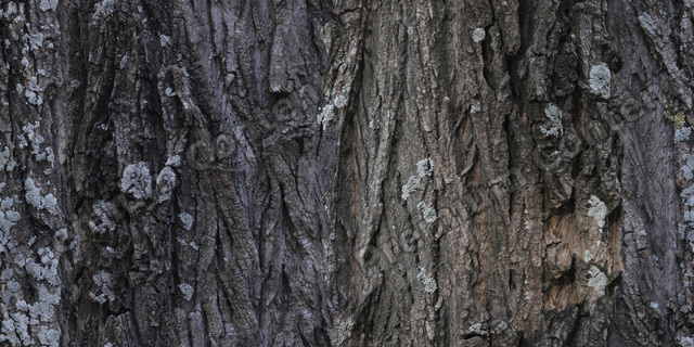 Seamless Tree Bark