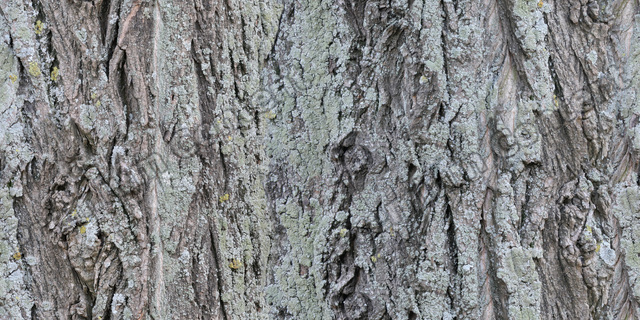 Seamless Tree Bark