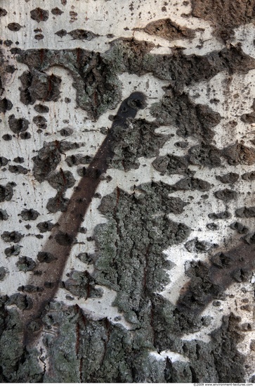 Tree Bark