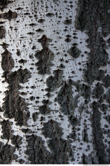 Tree Bark