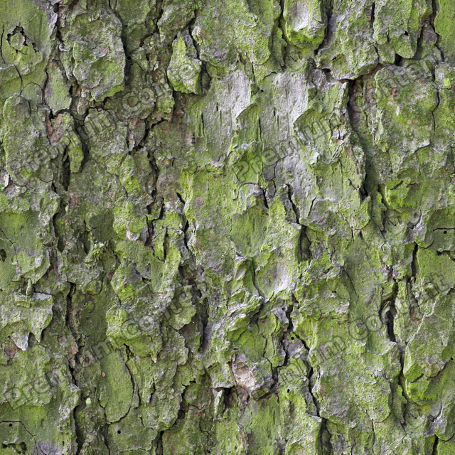 Seamless Tree Bark