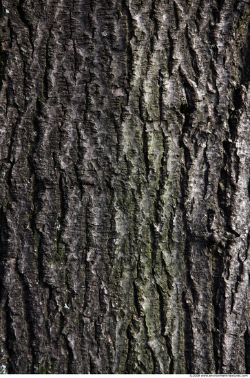 Tree Bark