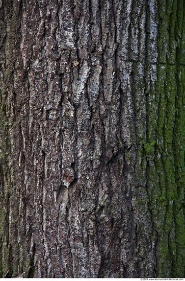 Tree Bark