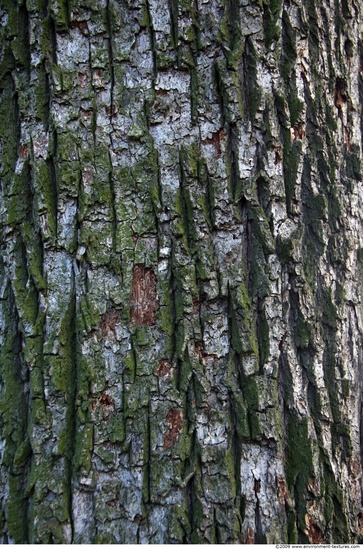 Tree Bark