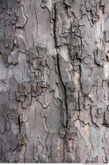 Tree Bark