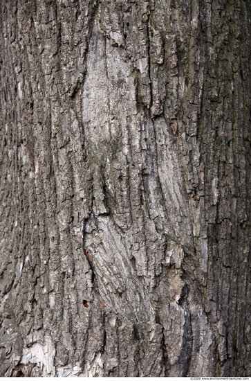 Tree Bark