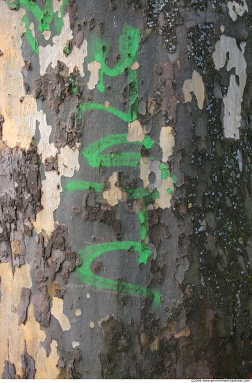 Tree Bark