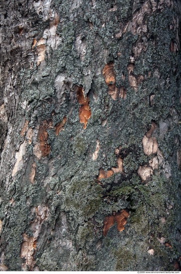 Tree Bark