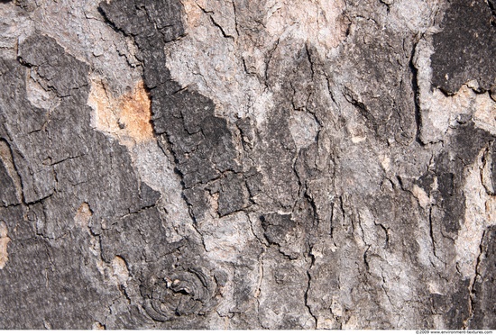 Tree Bark