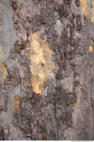 Tree Bark