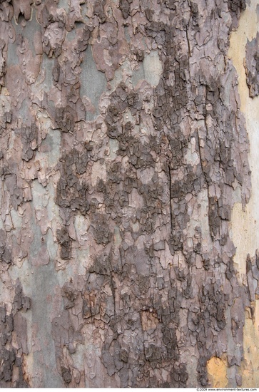 Tree Bark