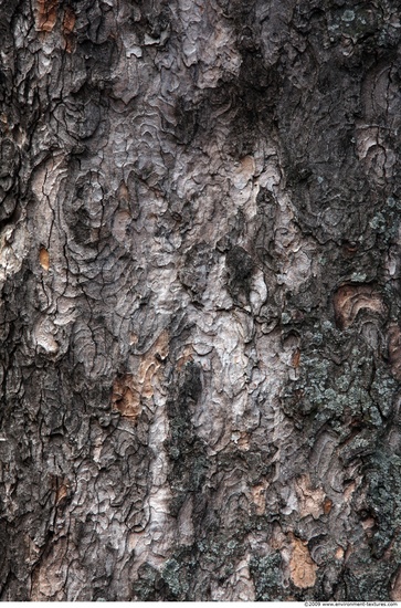 Tree Bark