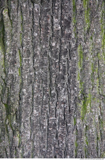 Tree Bark