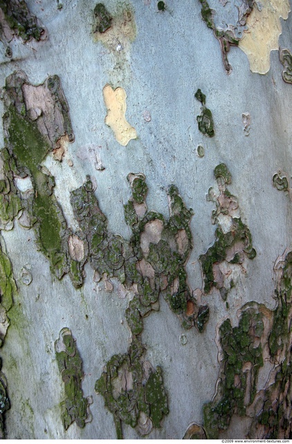 Tree Bark