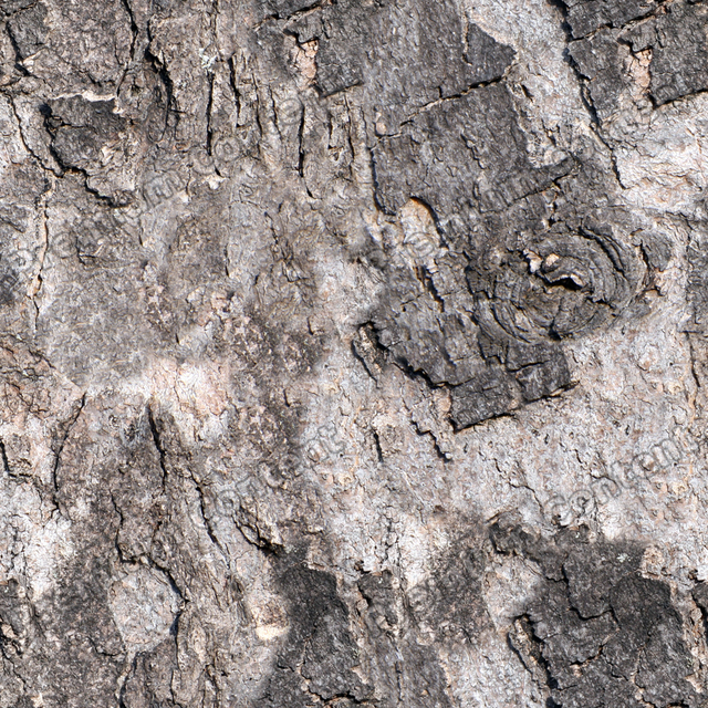 Seamless Tree Bark