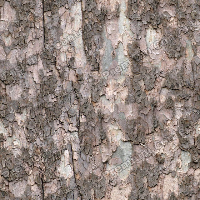 Seamless Tree Bark