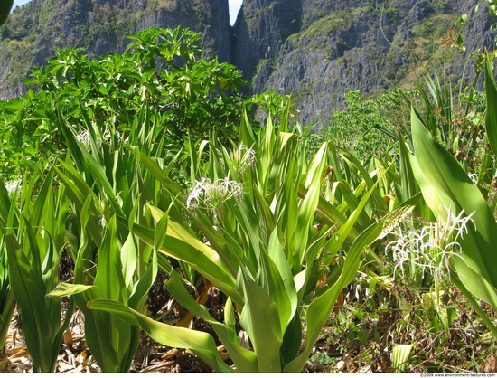 Plant Fields