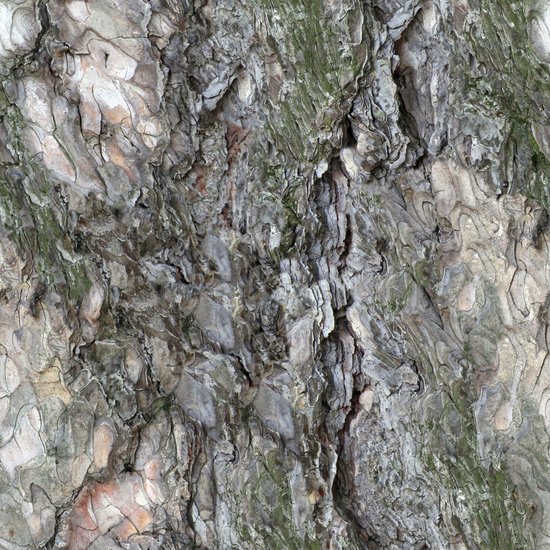 Seamless Tree Bark