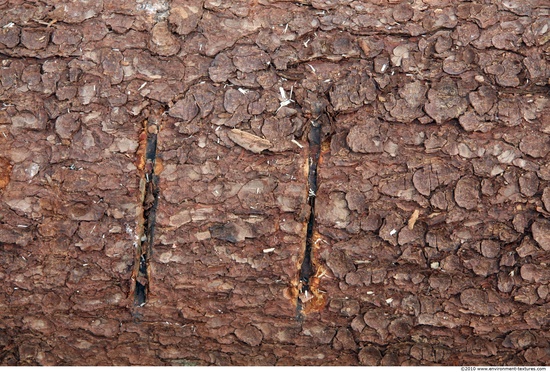 Tree Bark