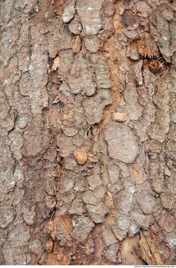 Tree Bark