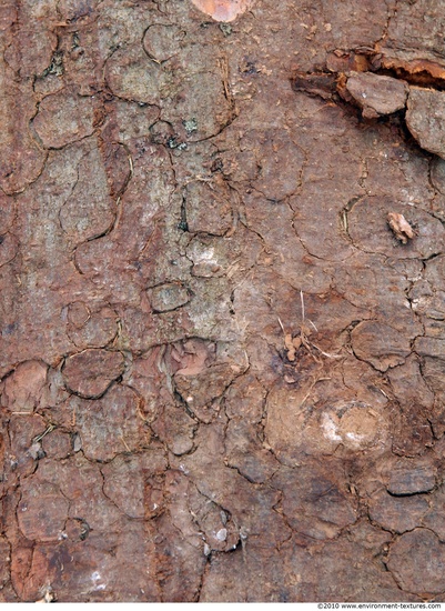 Tree Bark