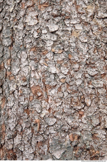 Tree Bark