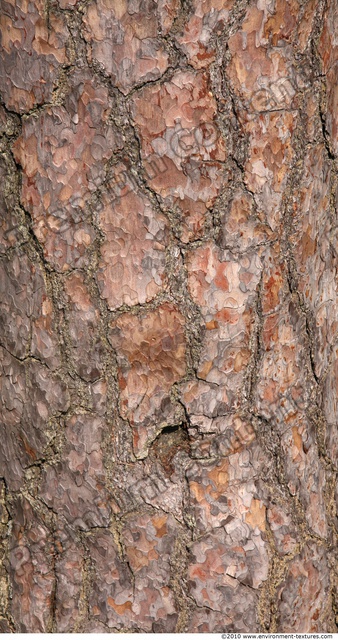 Tree Bark