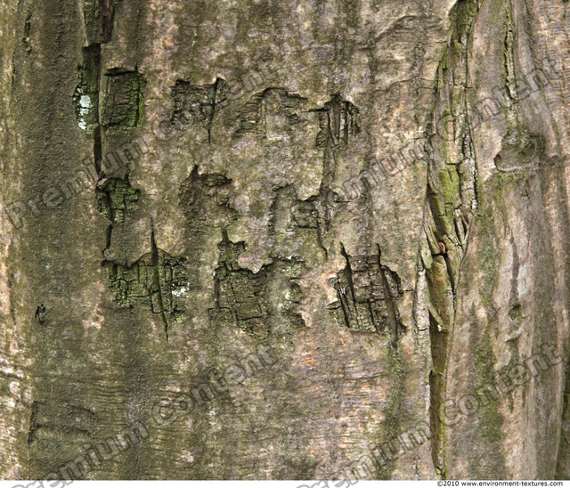 Tree Bark