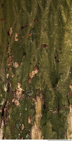 Tree Bark