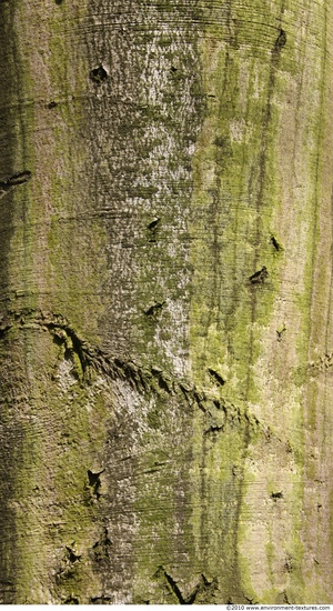 Tree Bark