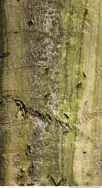 Tree Bark