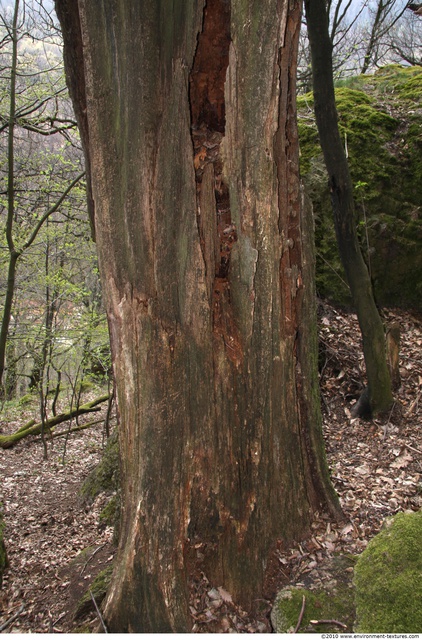 Tree Bark