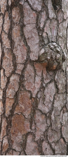 Tree Bark