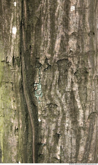 Tree Bark