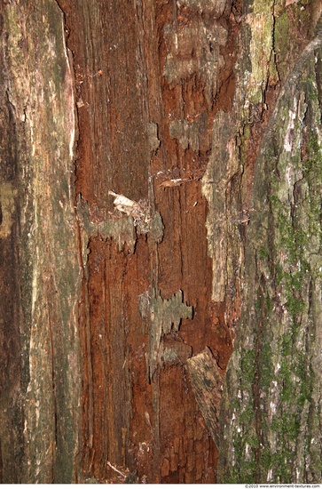 Tree Bark