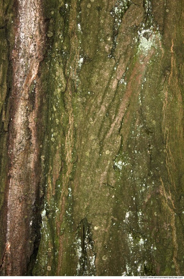 Tree Bark