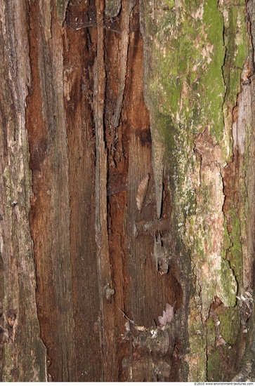 Tree Bark