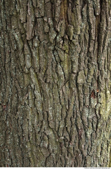 Tree Bark