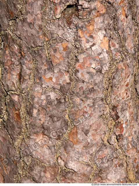 Tree Bark