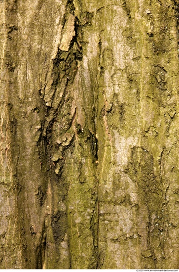 Tree Bark