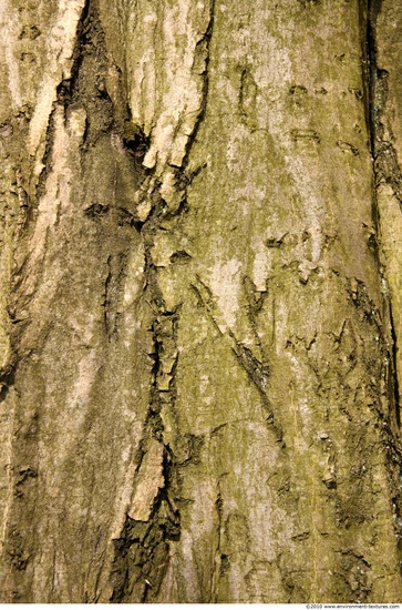 Tree Bark