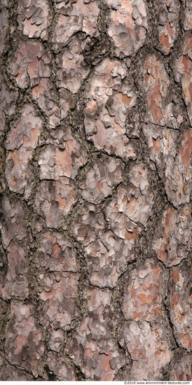 Tree Bark