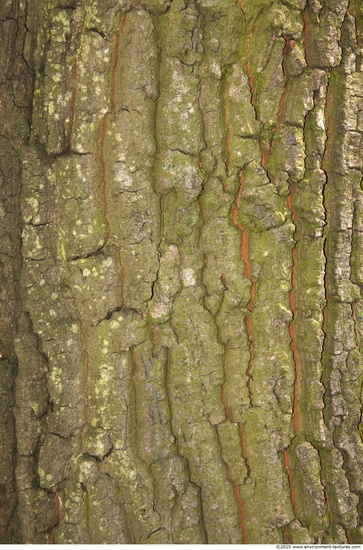 Tree Bark