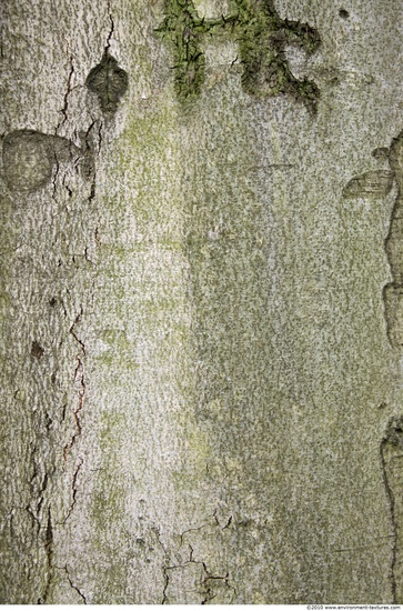 Tree Bark