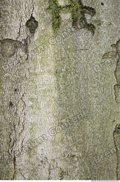 Tree Bark